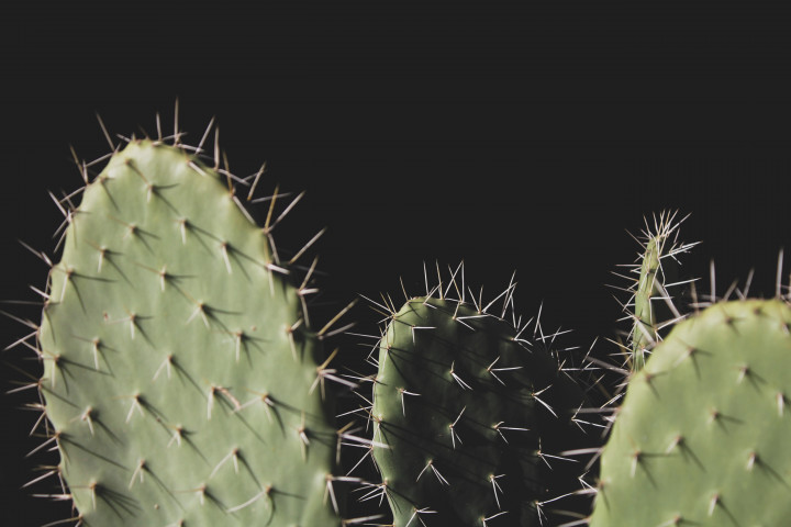 agave-back-cactus-923548